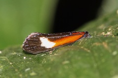 Lepidoptera