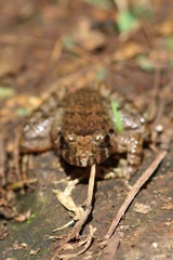Limnonectes microdiscus