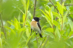 Saxicola maurus