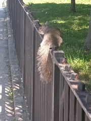 Sciurus carolinensis