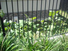 Smallanthus sonchifolius