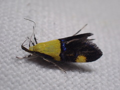 Oecophora bractella