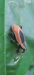 Heilipus discoides