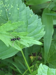 Myrmecothea myrmecoides