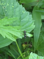Myrmecothea myrmecoides