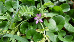 Erodium