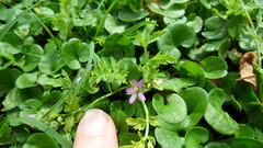Erodium