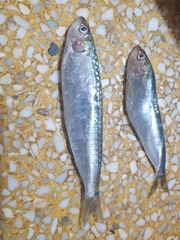 Sardina pilchardus