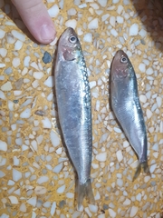Sardina pilchardus