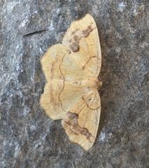 Nematocampa brehmeata