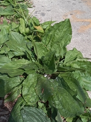 Plantago