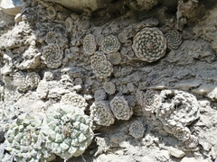 Strombocactus disciformis disciformis