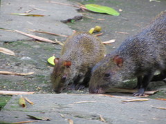 Dasyprocta punctata