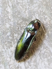 Oxynopterinae