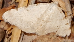 Digrammia pallidata