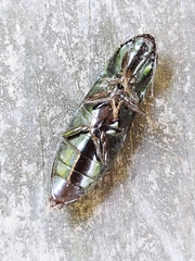 Oxynopterinae