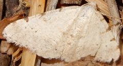 Digrammia pallidata