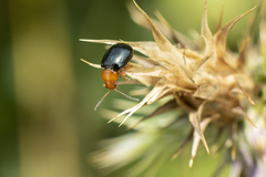 Podagrica fuscicornis