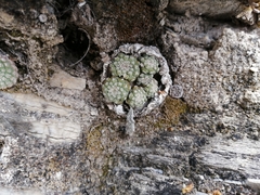 Strombocactus disciformis disciformis