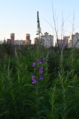 Chamaenerion angustifolium