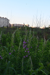 Chamaenerion angustifolium