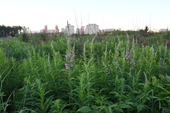 Chamaenerion angustifolium