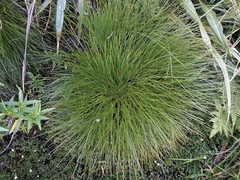 Aciphylla glaucescens