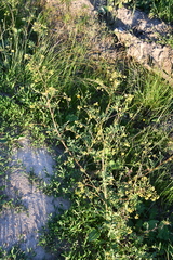 Rorippa palustris