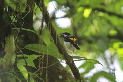 Pteruthius flaviscapis