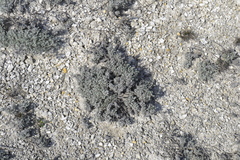 Artemisia hololeuca