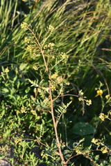 Rorippa palustris