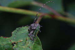 Mesosa nebulosa