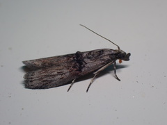 Nephopterix angustella