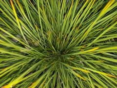 Aciphylla glaucescens