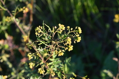 Rorippa palustris