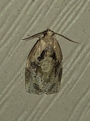 Archips grisea
