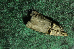 Trachonitis cristella