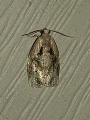 Archips grisea