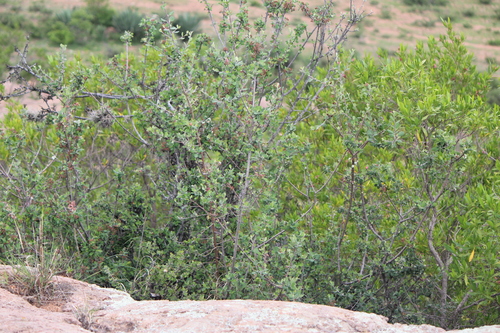 Image of Malacomeles denticulata by (c) José Belem Hernández Díaz, some rights reserved (CC BY)