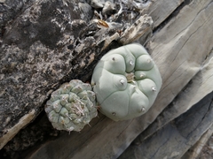 Lophophora diffusa
