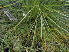 Aciphylla glaucescens