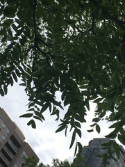 Gleditsia triacanthos