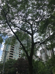 Gleditsia triacanthos