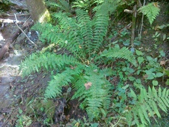 Polystichum braunii