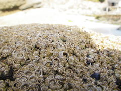 Austrominius modestus