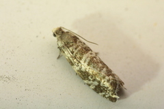 Epinotia tedella