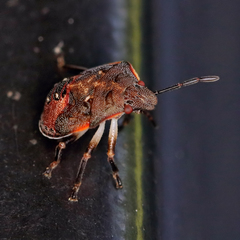 Dendrocoris humeralis