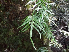 Microsorum novae-zealandiae