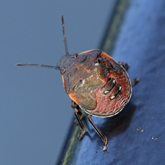 Dendrocoris humeralis
