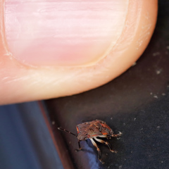 Dendrocoris humeralis